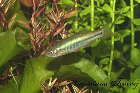Danio feegradei