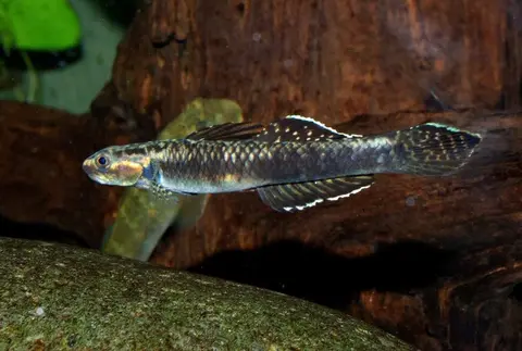 Stiphodon ornatus