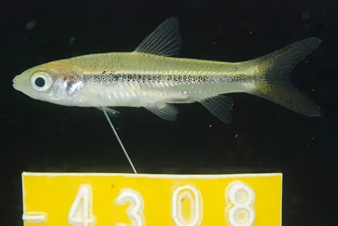 Leptobarbus rubripinna