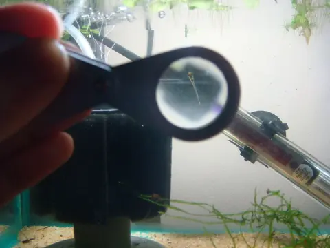 Microdevario kubotai