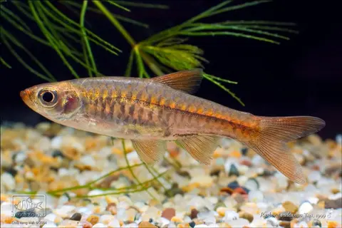 Rasbora vulcanus