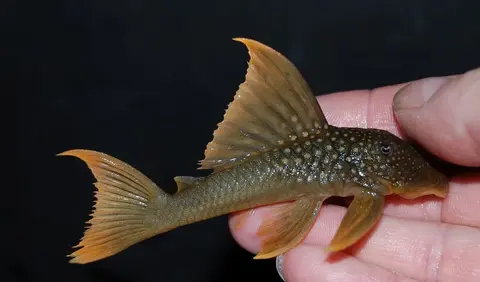 Baryancistrus demantoides