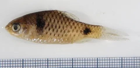 Pethia padamya
