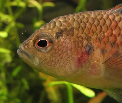 Badis assamensis