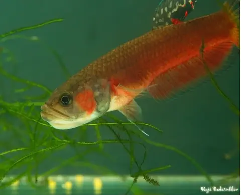 大口抟鱼