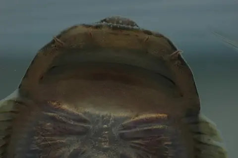 Gastromyzon extrorsus