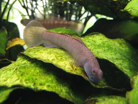 Stiphodon maculidorsalis