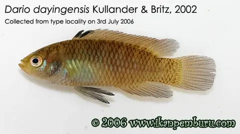 Dario dayingensis