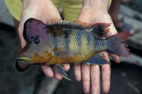 'Geophagus' pellegrini