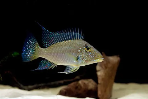 Satanoperca leucosticta