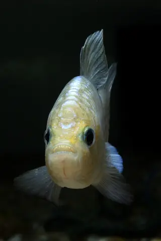 Cyprinodon alvarezi