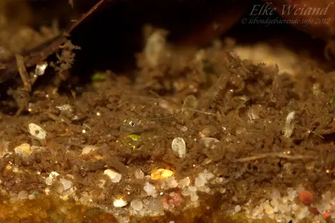 沙漠虾虎