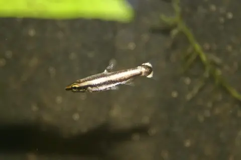 Nannostomus mortenthaleri
