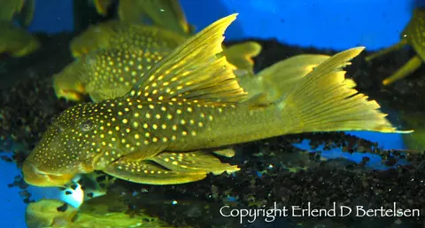 Baryancistrus demantoides