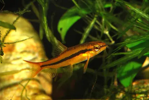 Physoschistura mango