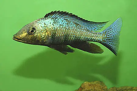 吻沟非鲫