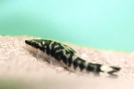 Otocinclus cocama
