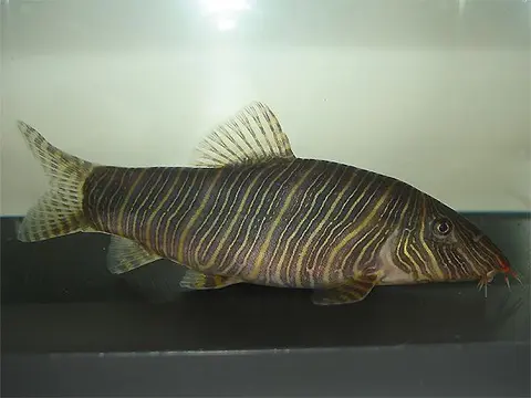 条纹沙鳅