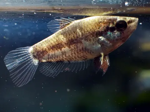 Parasphaerichthys lineatus