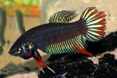Betta siamorientalis
