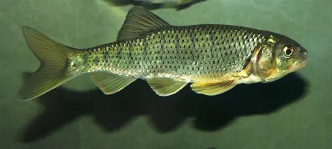 Barilius bendelisis