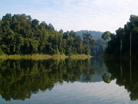 小盾鳢