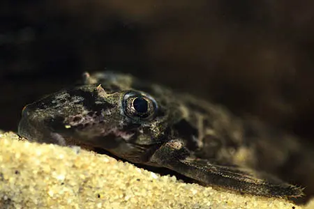 Dekeyseria brachyura