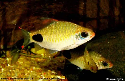 Dawkinsia assimilis