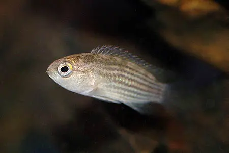 Nannacara taenia