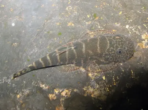 Gastromyzon sp. 'SK04'