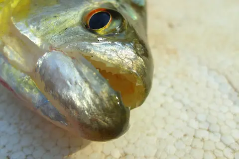 Serrasalmus maculatus