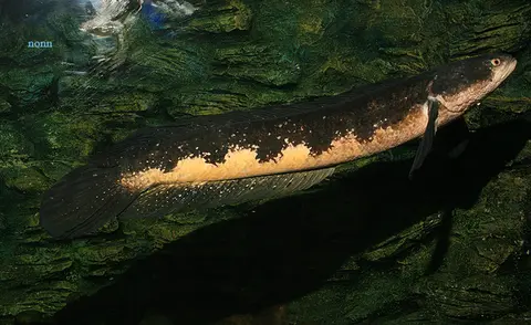 巨鳢