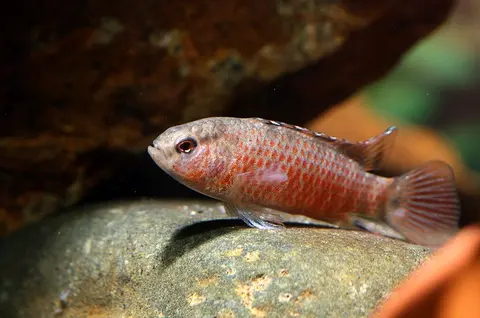 Badis sp. 'Buxar'