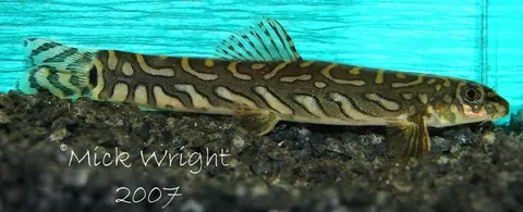 三角中间真条鳅