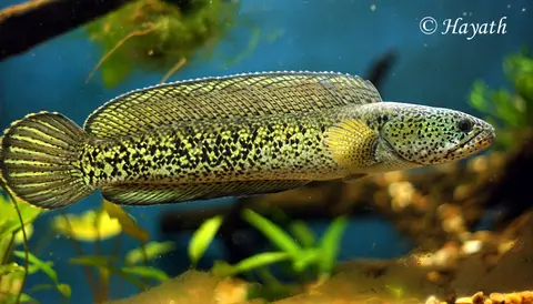 巴卡雷龙