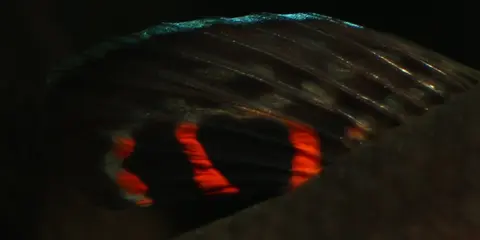 大口抟鱼