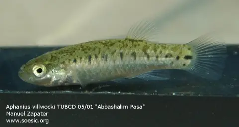 Anatolichthys villwocki