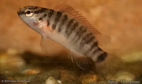 Badis juergenschmidti