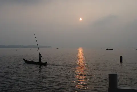 绿腹丽鱼