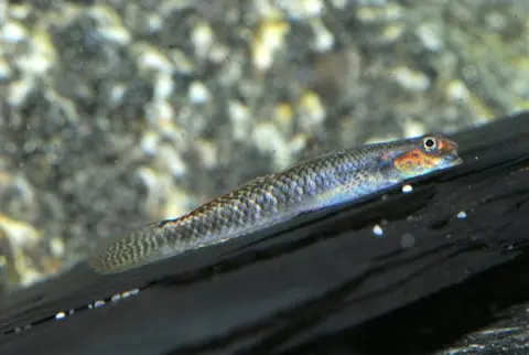 Stiphodon ornatus