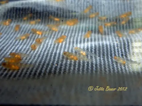 Rhinogobius zhoui