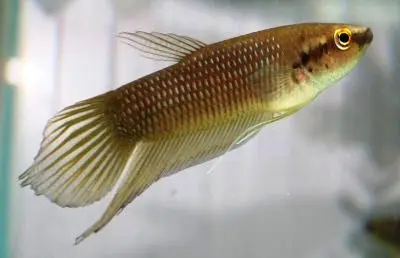 Betta ibanorum