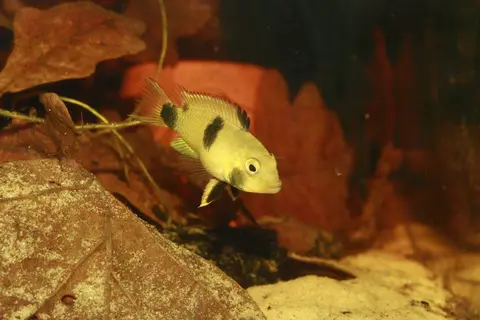 Apistogramma pantalone