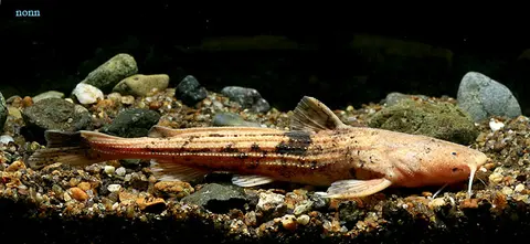 Acrochordonichthys septentrionalis
