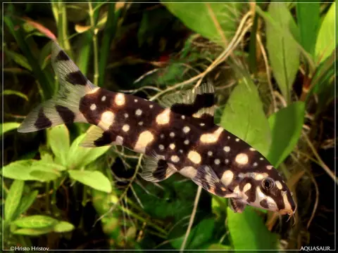 Botia kubotai