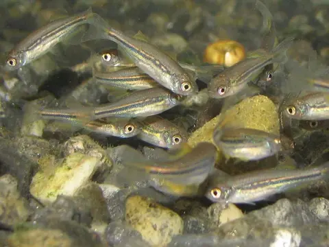 Danio dangila