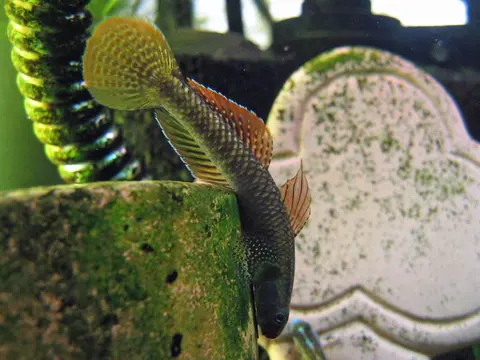 Stiphodon ornatus