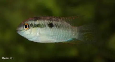 Laetacara fulvipinnis
