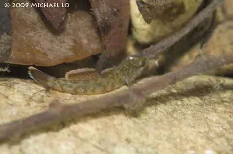 Rhinogobius zhoui