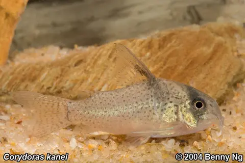 Hoplisoma kanei